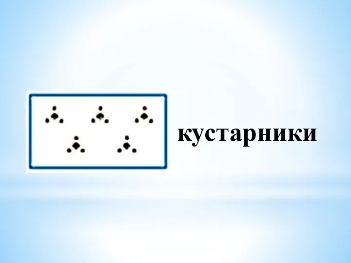 кустарники