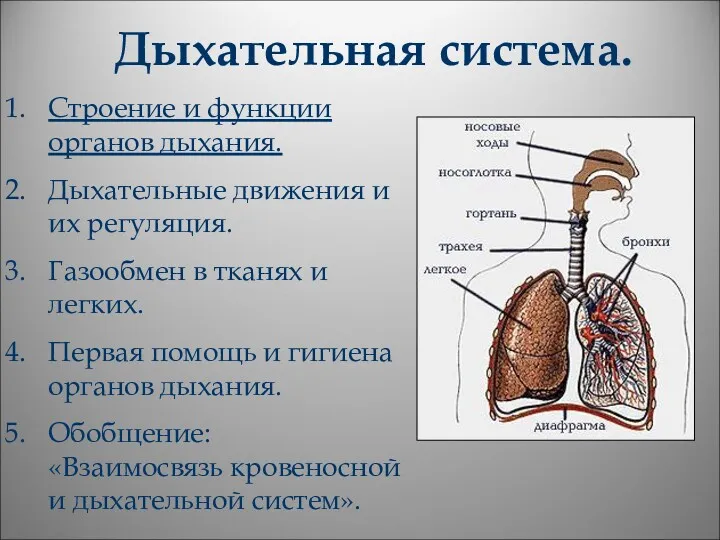 Дыхательная система. Строение и функции органов дыхания. Дыхательные движения и