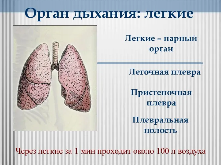 Орган дыхания: легкие Легочная плевра Легкие – парный орган Пристеночная плевра Плевральная полость