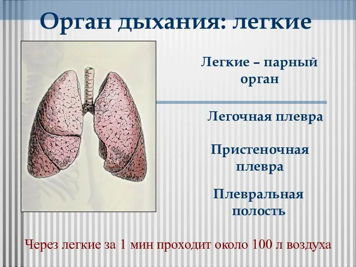 Орган дыхания: легкие Легочная плевра Легкие – парный орган Пристеночная