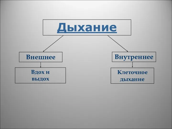 Дыхание Внутреннее Внешнее Вдох и выдох Клеточное дыхание