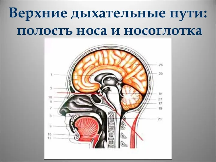 Верхние дыхательные пути: полость носа и носоглотка