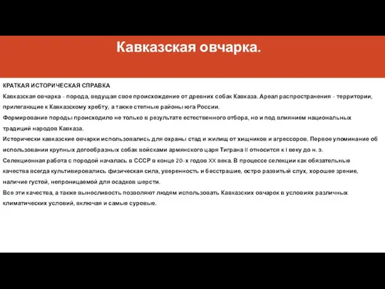 Кавказская овчарка. КРАТКАЯ ИСТОРИЧЕСКАЯ СПРАВКА Кавказская овчарка - порода, ведущая