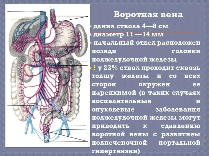 длина ствола 4—8 см диаметр 11 —14 мм начальный отдел