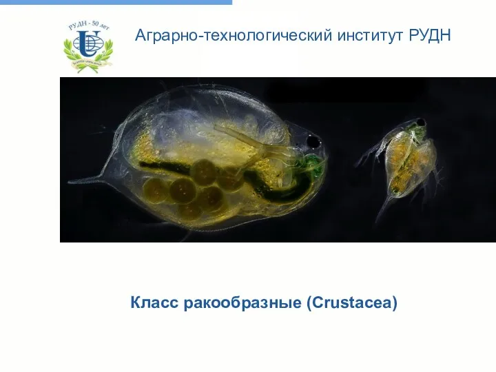 Класс ракообразные (Crustacea) Аграрно-технологический институт РУДН