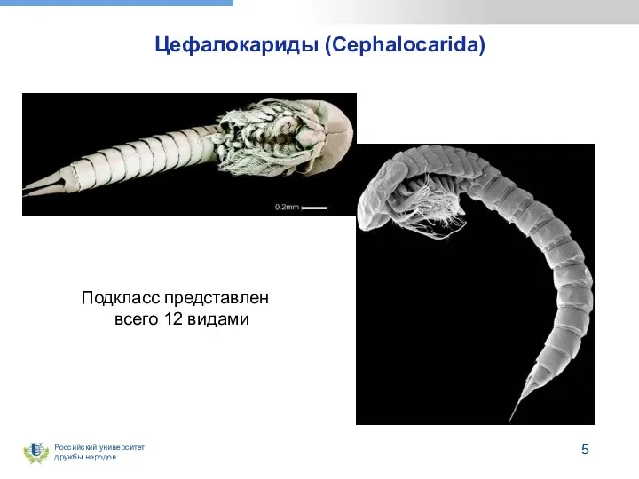 Цефалокариды (Cephalocarida) Подкласс представлен всего 12 видами