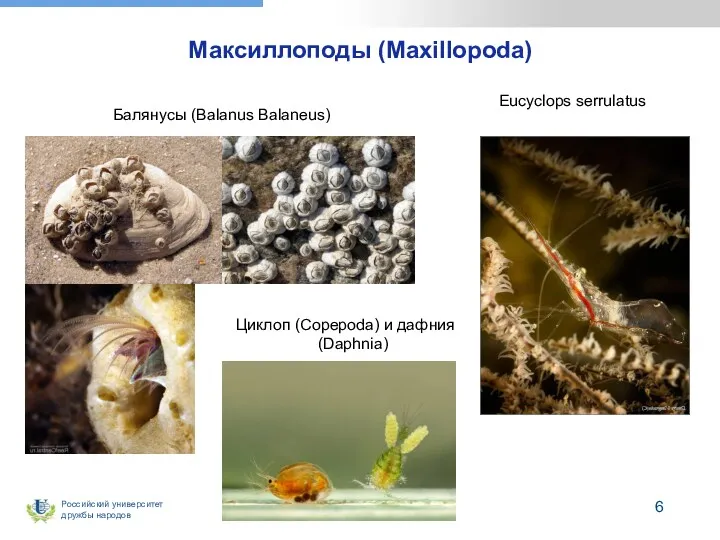 Максиллоподы (Maxillopoda) Балянусы (Balanus Balaneus) Циклоп (Copepoda) и дафния (Daphnia) Eucyclops serrulatus