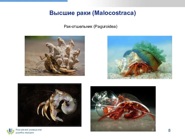 Высшие раки (Malocostraca) Рак-отшельник (Paguroidea)
