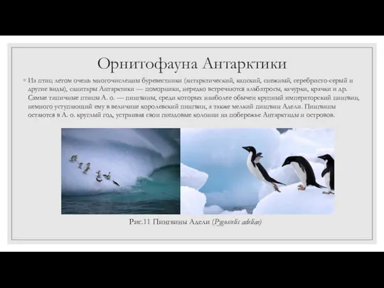 Орнитофауна Антарктики Из птиц летом очень многочисленны буревестники (антарктический, капский,
