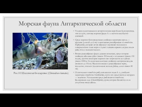 Морская фауна Антарктической области Условия существования в антарктическом море более