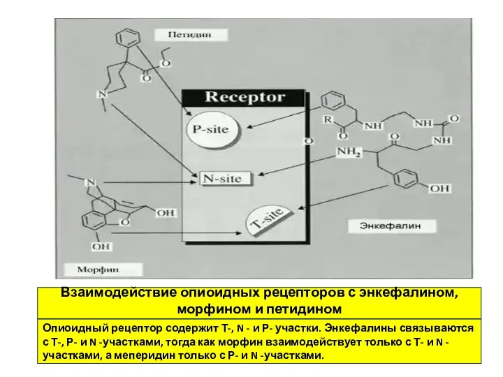 Взаимодействие опиоидных рецепторов с энкефалином, морфином и петидином Опиоидный рецептор
