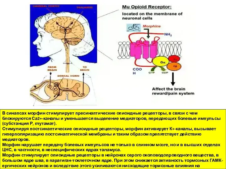 В синапсах морфин стимулирует пресинаптические опиоидные рецепторы, в связи с