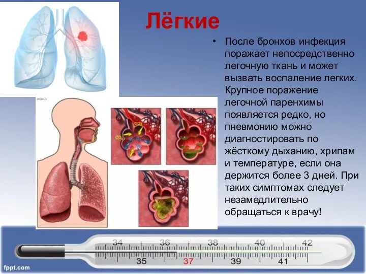 Лёгкие После бронхов инфекция поражает непосредственно легочную ткань и может