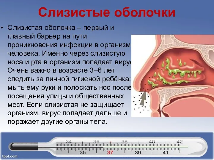 Слизистые оболочки Слизистая оболочка – первый и главный барьер на