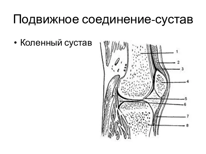 Подвижное соединение-сустав Коленный сустав