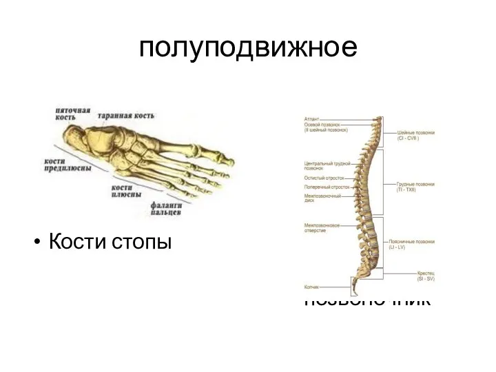 полуподвижное Кости стопы позвоночник