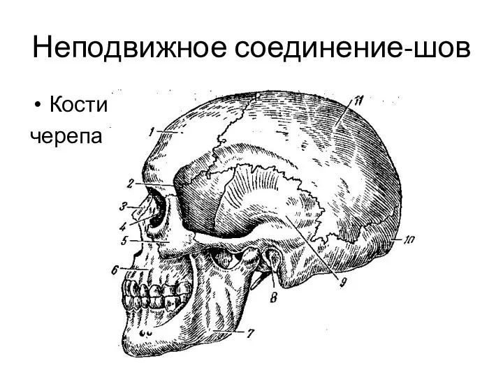 Неподвижное соединение-шов Кости черепа