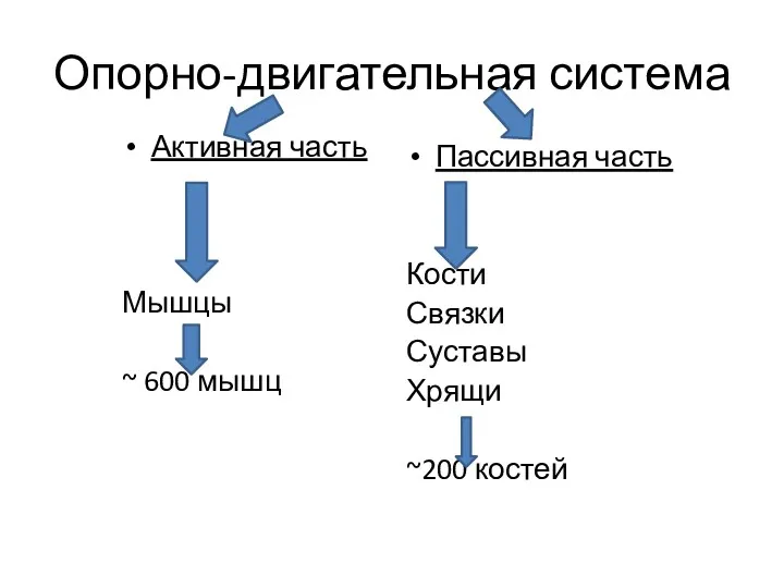 Опорно-двигательная система Активная часть Мышцы ~ 600 мышц Пассивная часть Кости Связки Суставы Хрящи ~200 костей