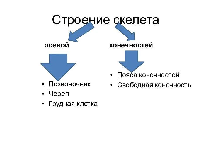 Строение скелета осевой Позвоночник Череп Грудная клетка конечностей Пояса конечностей Свободная конечность