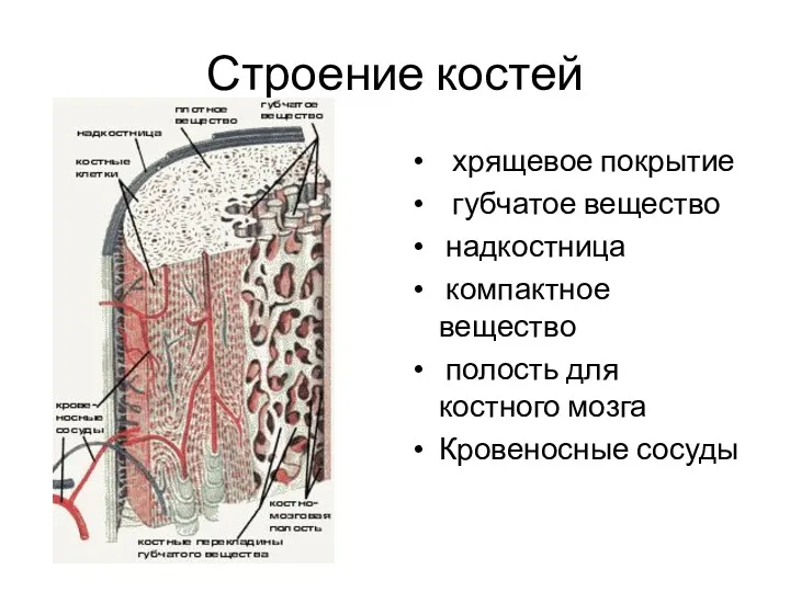 Строение костей хрящевое покрытие губчатое вещество надкостница компактное вещество полость для костного мозга Кровеносные сосуды