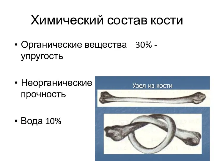 Химический состав кости Органические вещества 30% - упругость Неорганические вещества 60% -прочность Вода 10%