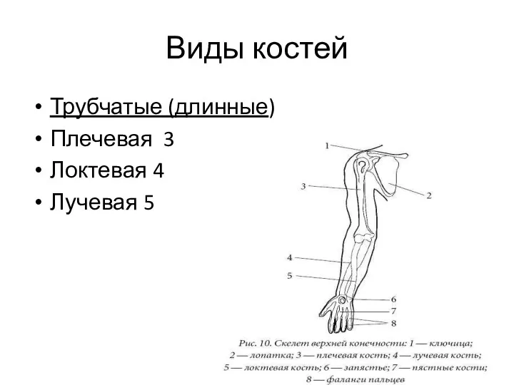 Виды костей Трубчатые (длинные) Плечевая 3 Локтевая 4 Лучевая 5