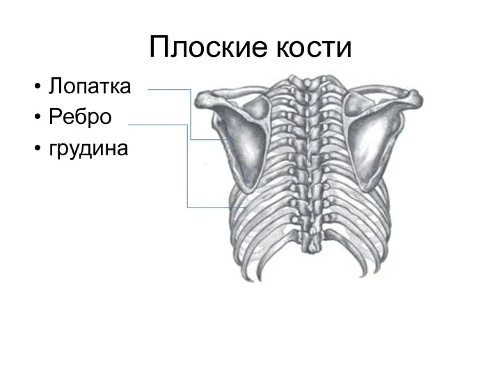 Плоские кости Лопатка Ребро грудина