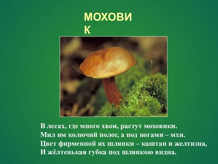 МОХОВИК В лесах, где много хвои, растут моховики. Мил им