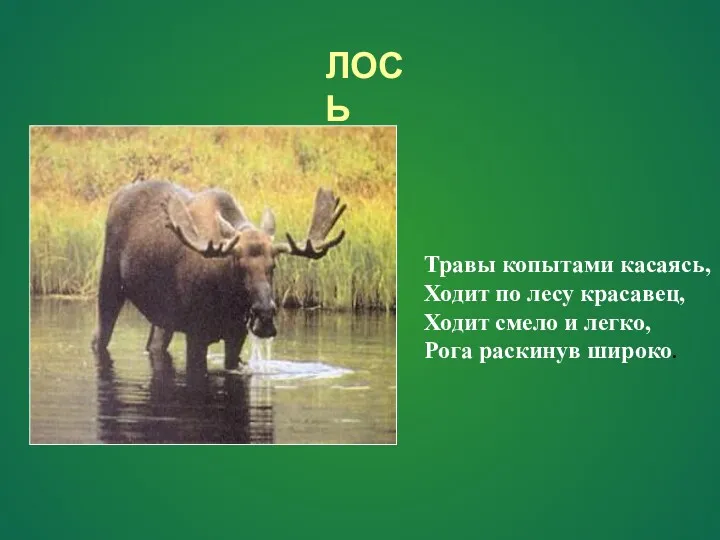 ЛОСЬ Травы копытами касаясь, Ходит по лесу красавец, Ходит смело и легко, Рога раскинув широко.