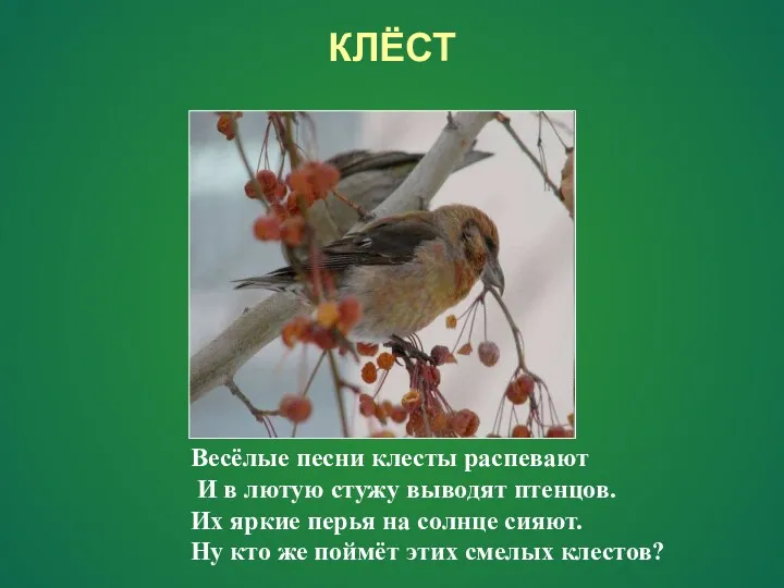 Весёлые песни клесты распевают И в лютую стужу выводят птенцов.