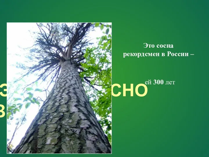 ЭТО ИНТЕРЕСНО ЗНАТЬ Это сосна рекордсмен в России – ей 300 лет