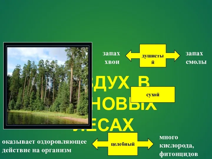 ВОЗДУХ В СОСНОВЫХ ЛЕСАХ душистый запах смолы запах хвои сухой