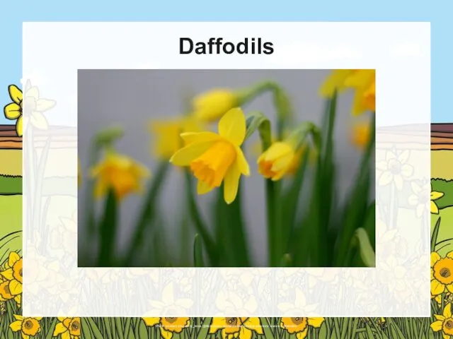 Photo courtesy of comedy_nose (@flickr.com) - granted under creative commons licence – attribution Daffodils