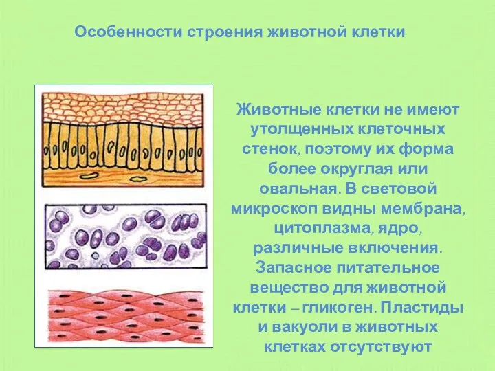 Особенности строения животной клетки Животные клетки не имеют утолщенных клеточных