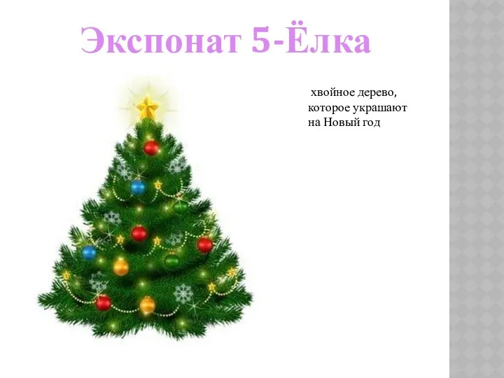 Экспонат 5-Ёлка хвойное дерево, которое украшают на Новый год