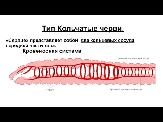 Тип Кольчатые черви. «Сердце» представляет собой два кольцевых сосуда передней части тела. Кровеносная система замкнутая