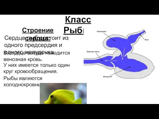 Класс Рыбы. Строение сердца: Сердце рыб состоит из одного предсердия