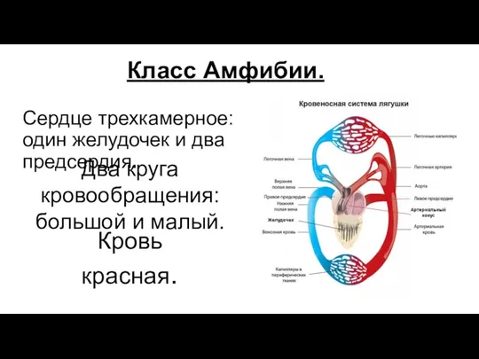 Класс Амфибии. Сердце трехкамерное: один желудочек и два предсердия. Два