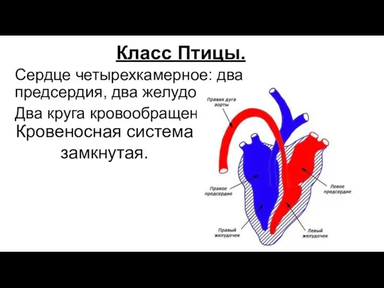 Класс Птицы. Сердце четырехкамерное: два предсердия, два желудочка. Два круга кровообращения. Кровеносная система замкнутая.