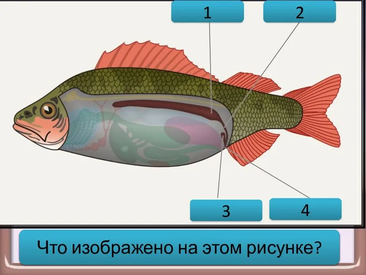 1 2 3 4 Выделительная система рыбы Что изображено на этом рисунке?