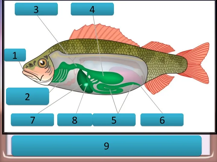 Пищеварительная система рыбы 6 1 2 3 4 5 7 8 9