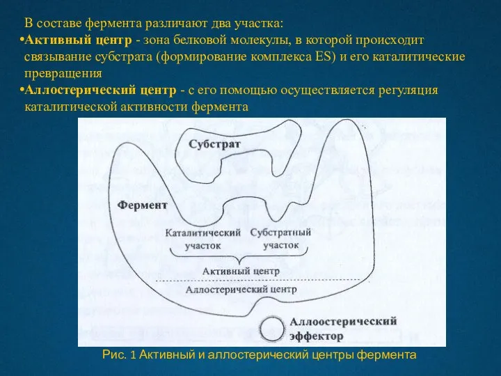 В составе фермента различают два участка: Активный центр - зона