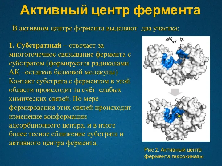 Активный центр фермента В активном центре фермента выделяют два участка: