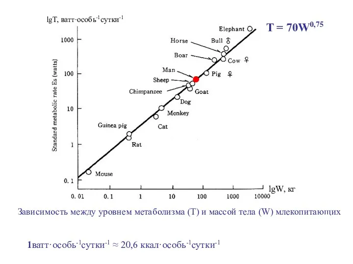 lgW, кг lgT, ватт·особь-1сутки-1 1ватт·особь-1сутки-1 ≈ 20,6 ккал·особь-1сутки-1 Зависимость между