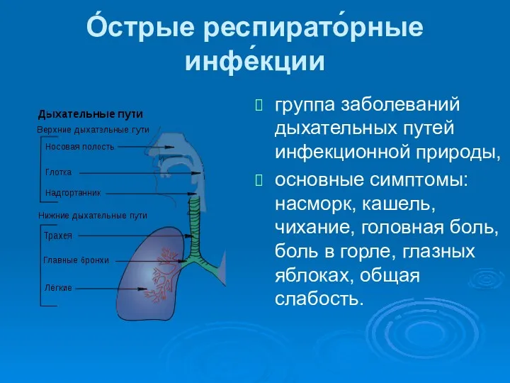 О́стрые респирато́рные инфе́кции группа заболеваний дыхательных путей инфекционной природы, основные