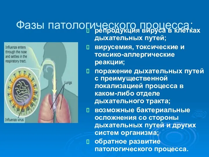 Фазы патологического процесса: репродукция вируса в клетках дыхательных путей; вирусемия,