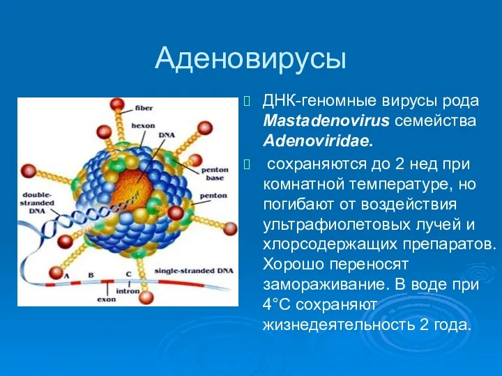 Аденовирусы ДНК-геномные вирусы рода Mastadenovirus семейства Adenoviridae. сохраняются до 2