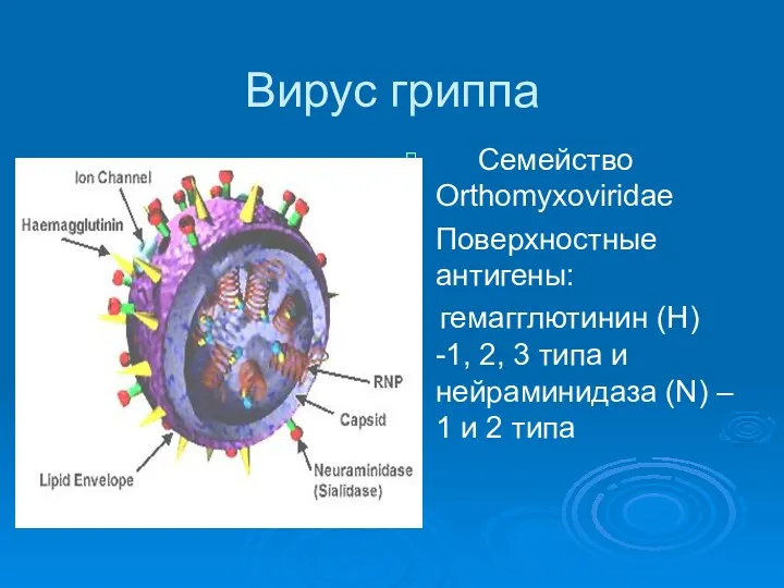Вирус гриппа Семейство Orthomyxoviridae Поверхностные антигены: гемагглютинин (Н) -1, 2,