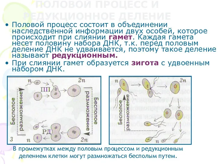 ПОЛОВОЙ ПРОЦЕСС И РЕДУКЦИОННОЕ ДЕЛЕНИЕ Половой процесс состоит в объединении