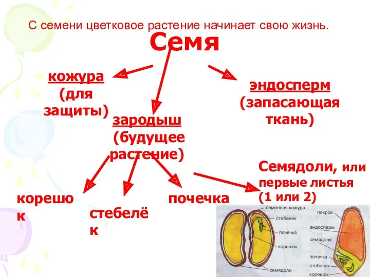 Семя кожура (для защиты) эндосперм (запасающая ткань) зародыш (будущее растение)